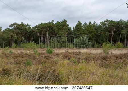 Landscape With Kempen Forests In North Brabant, Netherlands In Autumn