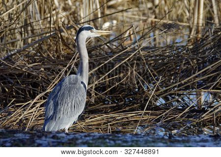 Grey Heron - Ardea Cinerea 
Hunting In Reedbeds