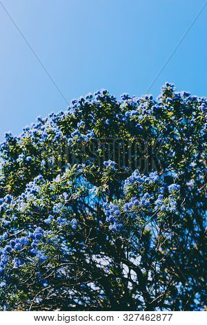 Blue Pacific 
