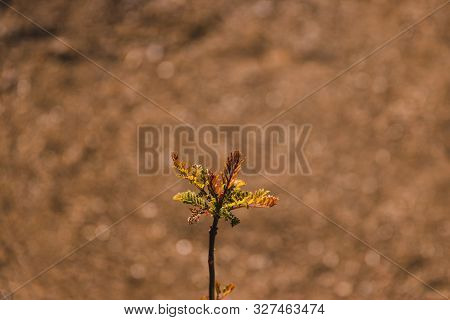 Tiny Jacaranda Tree Shot Topdown
