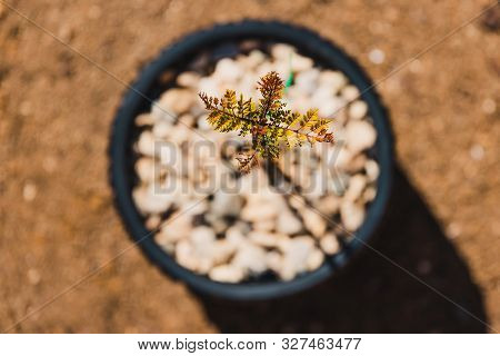 Tiny Jacaranda Tree In Pot Shot At Shallow Depth Of Field