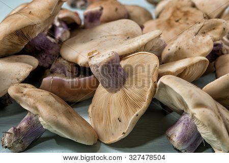 Lepista Saeva Mushrooms On The Table Side View Close-up