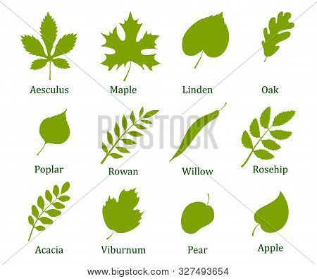 Set Of Autumn Leaf. Autumn Colorful Bright Leaves. Set Of Colorful Autumn Leaves Aesculus, Maple, Li