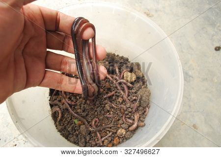 Earthworm Fertilizer For Agriculture To Nourish The Soil.