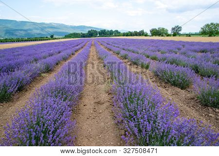 Growing Herb In An Agricultural Field For Medical And Cosmetic Products Of Lavender Essential Oil