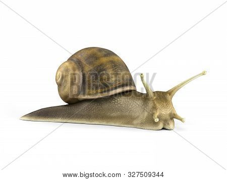 Gsrden Snail 3d Render On White Close Up