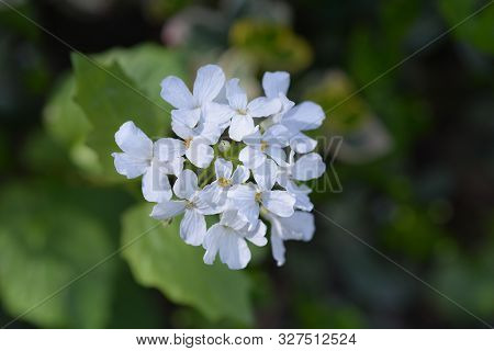Caucasian Pennycress White Flowers - Latin Name - Thlaspi Macrophyllum