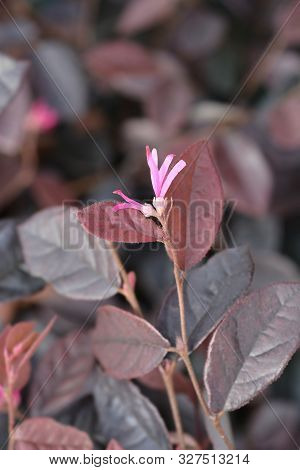 Pink Chinese Fringe Flower Fire Dance - Latin Name - Loropetalum Chinense Fire Dance