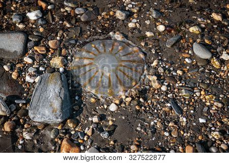 A Jellyfish On The Beach In Nome Alaska.