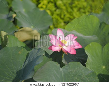 Plantae, Indian, Sacred Lotus, Bean Of India, Nelumbo, Nelumbonaceae Name Flower In Pond Large Flowe