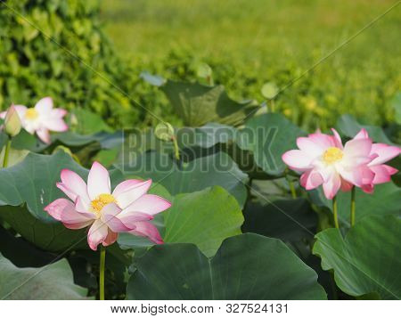 Pplantae, Indian, Sacred Lotus, Bean Of India, Nelumbo, Nelumbonaceae Name Flower In Pond Large Flow