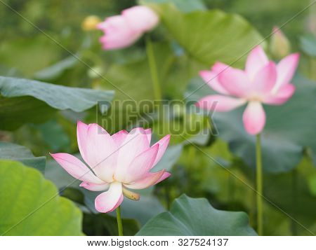 Plantae, Indian, Sacred Lotus, Bean Of India, Nelumbo, Nelumbonaceae Name Flower In Pond Large Flowe