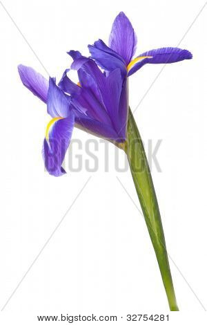 Blå iris eller blueflag blomst isoleret på hvid baggrund