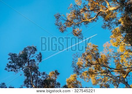 Passenger Airplane Flying Above Australia And Viewed Through Eucalyptus Trees At Sunset