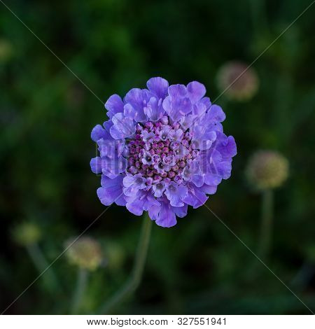 Closeup; Selective Focus, Top View Of Purple Spreading Scabious Flower At An Arboretum In California