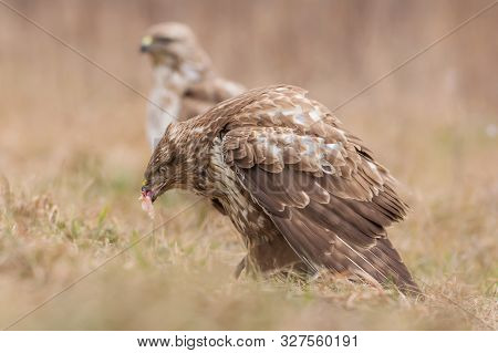 Common Buzzard (buteo Buteo)  Natural Habitat Close Up, Buzzard In The Grass On The Ground, Bird Of 
