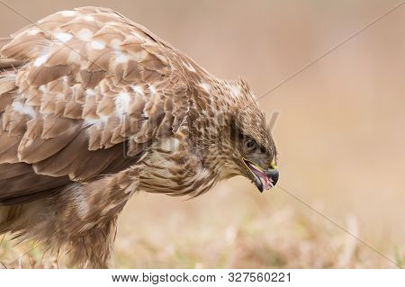 Commo buzzard (Buteo buteo)  natural habitat close up, buzzard in the grass on the ground, bird of p