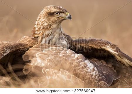 Common buzzard (Buteo buteo) in natural habitat close up, buzzard in the grass on the ground, hawk, 