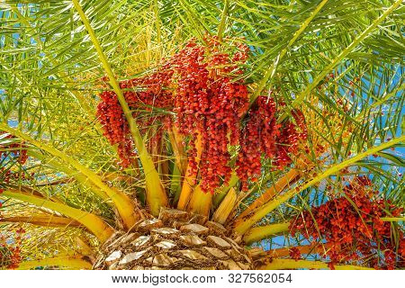 Date Branches Hang From  Palm Tree In Montenegro