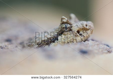 Macro Of Natural Sidewinder Rattlesnake (crotalus Cerastes) In Sand