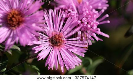 Astra Virgin Or New Belgian (symphyotrichum Novi-belgii) Beautiful Autumn Flower Bed