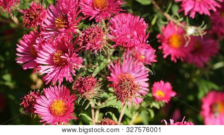Astra Virgin Or New Belgian (symphyotrichum Novi-belgii) Beautiful Autumn Flower Bed