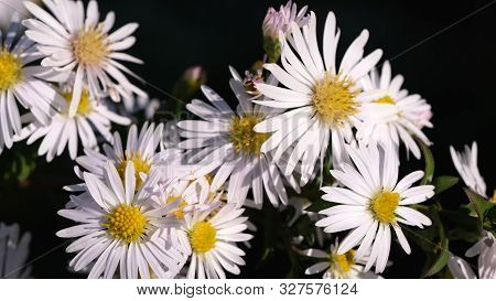 Astra Virgin Or New Belgian (symphyotrichum Novi-belgii) Beautiful Autumn Flower Bed
