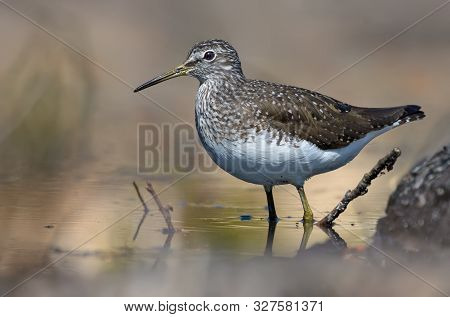Green Sandpiper Stands In Water Of Small Forest Lake In Bright Sunny Day