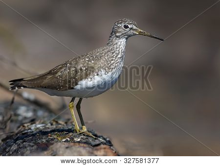 Green Sandpiper Perched On Big Fallen Tree In The Woods