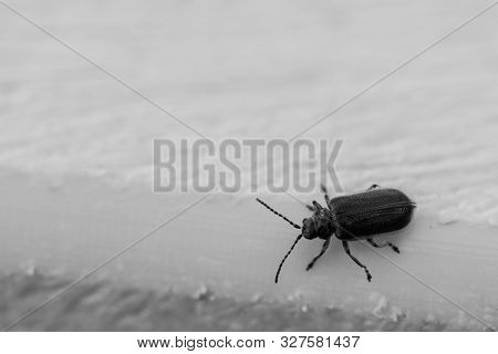 Blue Beetle In Motion