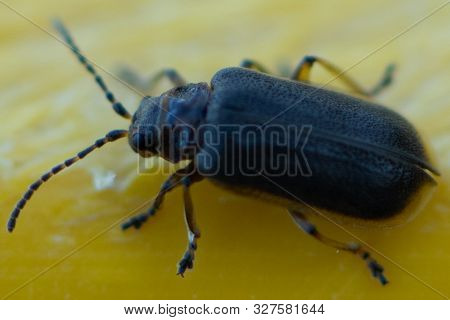 Blue Beetle In Motion