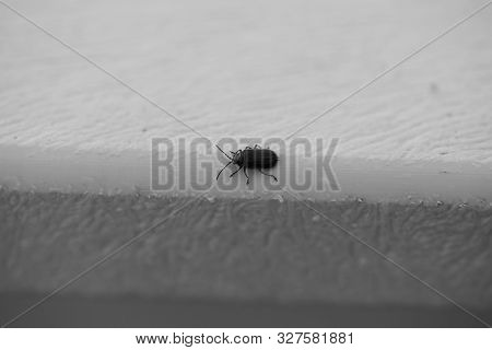 Blue Beetle In Motion