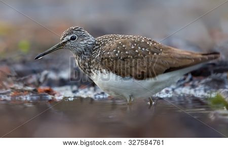 Adult Green Sandpiper Walks Through Deep Forest River In Spring