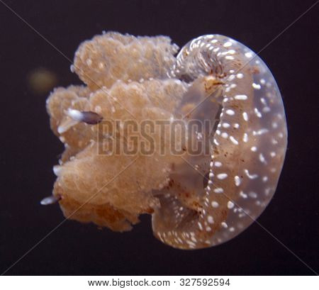A Jellyfish Lake In Togian Island, Indonesia
