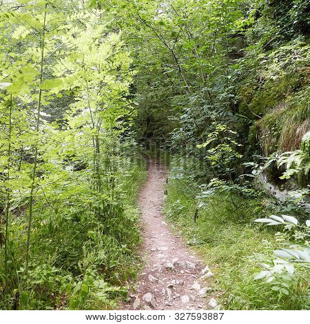 Path In A Magic Underwood In The Alzou Vallee