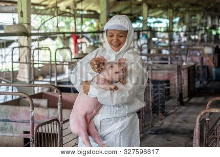 Asian Veterinarian Working And Checking The Healthy Of Young Pig In Hog Farms, Animal And Pigs Farm 