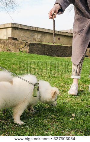 Train A Dog With Branch Outside In The Park