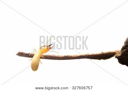 Termites On Dry Branches With A White Background. Termite Yellow Body On Dry Branches Isolate On Whi