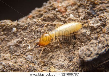 The Termite On The Ground Is Searching For Food To Feed The Larvae In The Cavity.