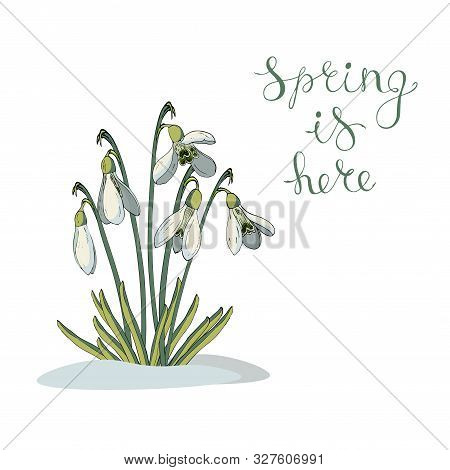 Vector Isolated Snowdrop On White. Different Elements For Floral Spring Season Design. Bouquet Of Sn