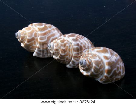 ทะเลหอยสาม