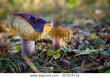 A Poisonous Mushroom Growing In A Pine Forest. Fruiting Body Of The Mushroom In The Forest Thickets.