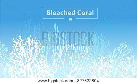 Coral Bleaching Occurs Rising Sea Temperatures And Global Warming Are Killing Coral Reefs