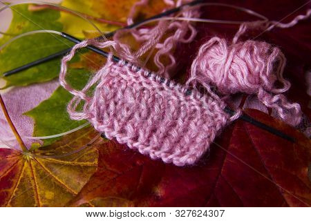 Knitting Concept. Autumn Background With Knitting Needles And Pink Knitting On Multicolored Maple Le