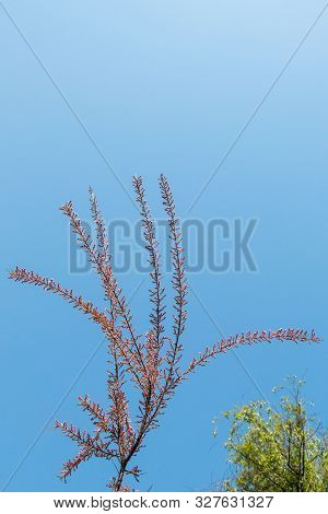 A Unique Photo Of Bright Tender Offshoot  Of A Tree Growing