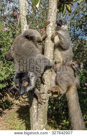 Red Fronted Brown Lemur ( Eulemur Rufifrons ). Two Mother And Baby. Madagascar, Close Up