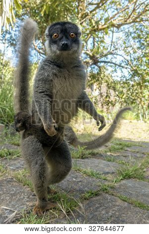 Red Fronted Brown Lemur ( Eulemur Rufifrons ). Mother And Baby. Madagascar, Close Up
