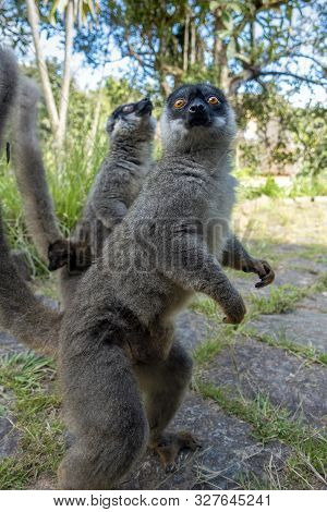 Red Fronted Brown Lemur ( Eulemur Rufifrons ). Mother And Baby. Madagascar, Close Up