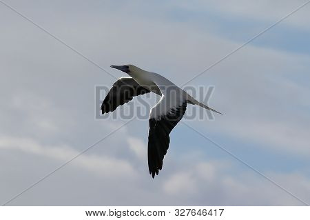 Red-footed Booby (sula Sula) Bird Flying On Cloudy Sky Background. Marine Bird In Natural Habitat. N
