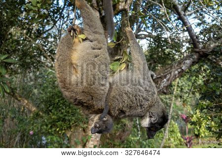 Red Fronted Brown Lemur ( Eulemur Rufifrons ). Mother And Baby. Madagascar, Close Up